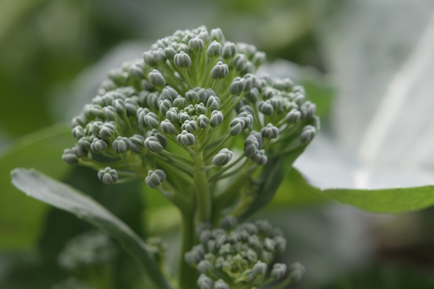 Green sprouting broccoli